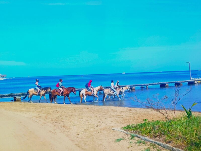 HORSEBACK RIDING // Wild Rein Adventures