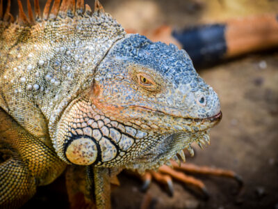 IGUANA PARK, SLOTHS PARK & HYDRO-BIKES The water trails
