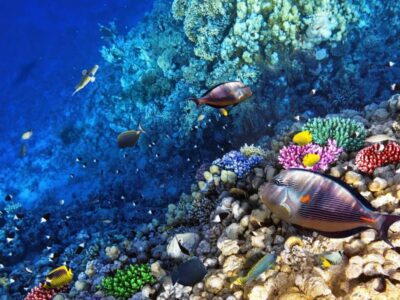 THE BEST OF ROATAN // Sloths, Monkeys and Snorkel