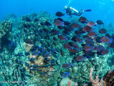 OPEN WATERS DIVING // THE GREAT BARRIER REEF