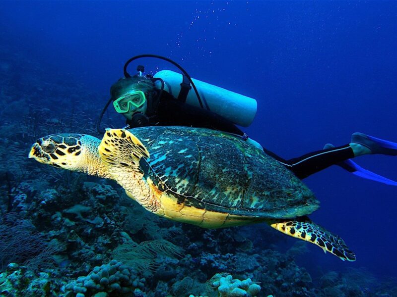 OPEN WATERS DIVING // THE GREAT BARRIER REEF